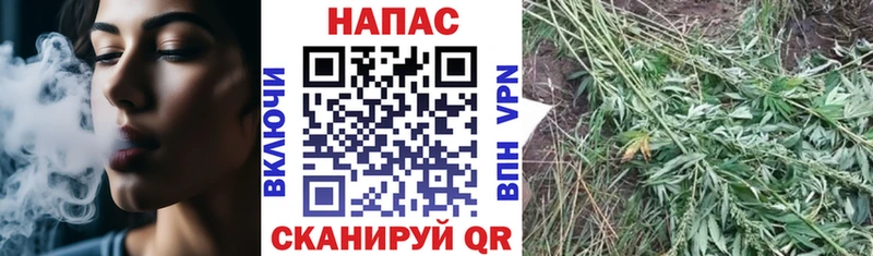 Бошки Шишки семена  Качканар 